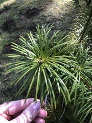 Cathaya argyrophylla