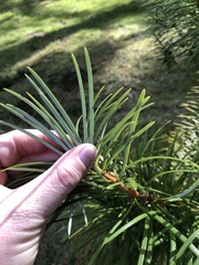 Cathaya argyrophylla