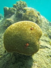 Pseudodiploria strigosa