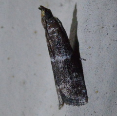 Moodna ostrinella