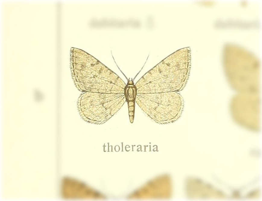 Gnophopsodos tholeraria