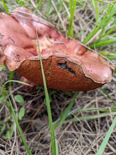 Butyriboletus image