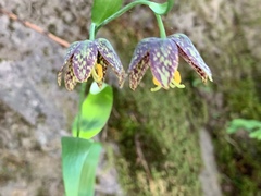Fritillaria affinis affinis