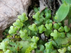 Asterella tenella