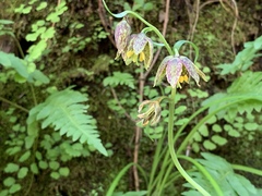 Fritillaria affinis affinis