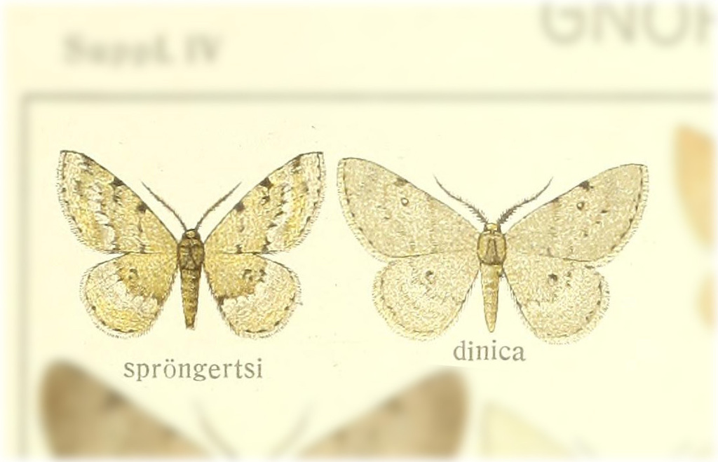 Parietaria sproengertsi