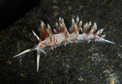 Cratena lineata