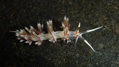 Cratena lineata