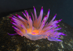Coryphellina lotos