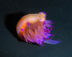 Coryphellina lotos