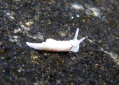 Goniodorididae