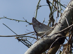 Archaeoprepona demophoon