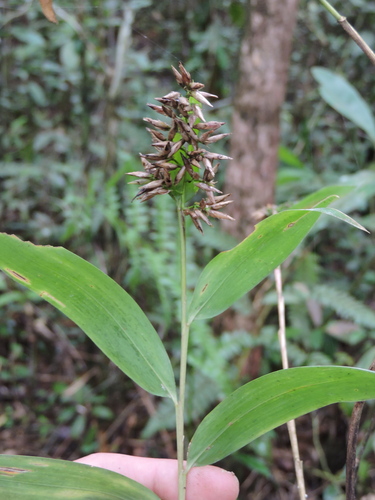 Chusquea oxylepis