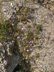 Gilia stellata