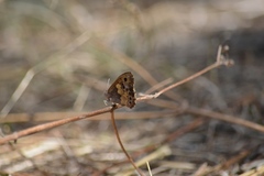 Paramacera xicaque xicaque
