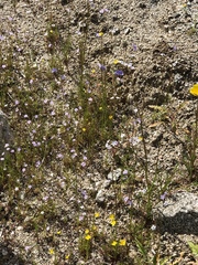 Gilia stellata