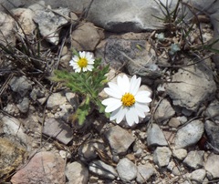Melampodium cinereum