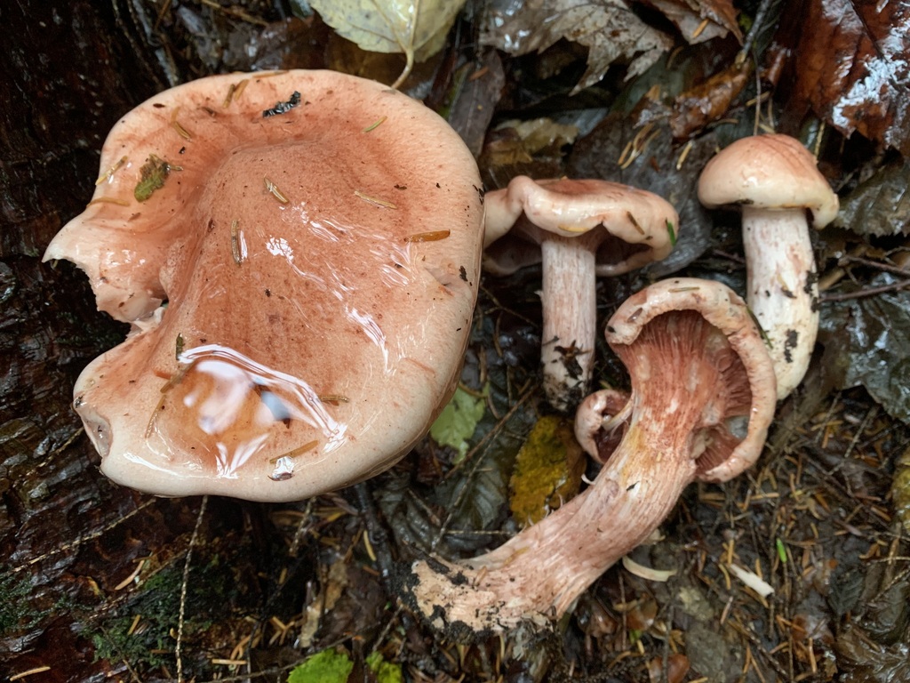 Hygrophorus sp. 'NS01'