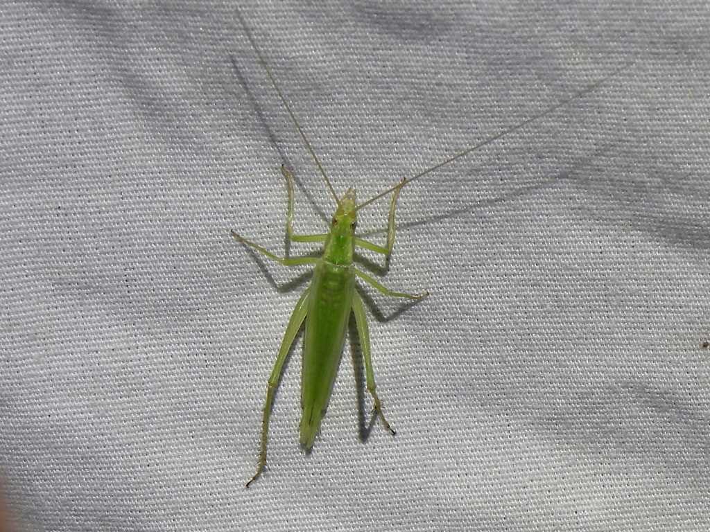 Fastcalling tree cricket from McAllen, TX, USA on October 14, 2023 at 0849 PM by Sam