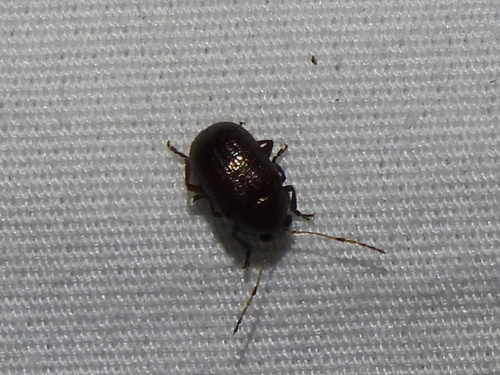 Rhabdopterus weisei
