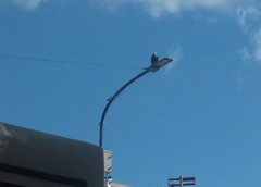 Caracara plancus