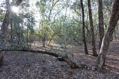 Eucalyptus albens