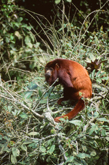 Alouatta arctoidea