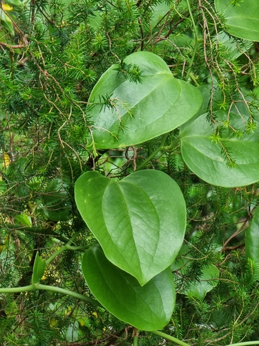Smilax canariensis (Smilax canariensis)