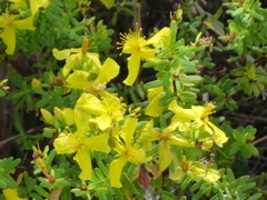 Hypericum microsepalum