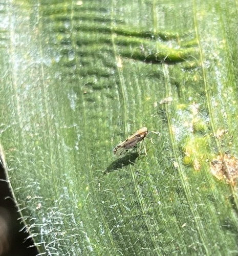 Peregrinus maidis, 2023-10-16