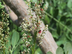 Pseudosmodingium virletii