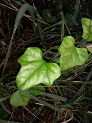 Cocculus