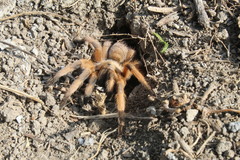 Aphonopelma moderatum