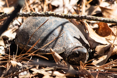 Kinosternon subrubrum subrubrum