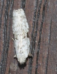 Hypatima simulacrella