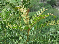 Pseudosmodingium virletii