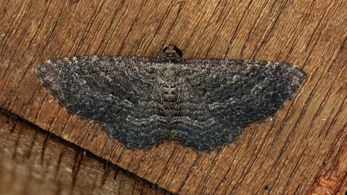 Chrysolarentia squamulata (Warren, 1899)