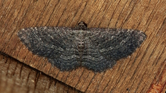 Chrysolarentia squamulata