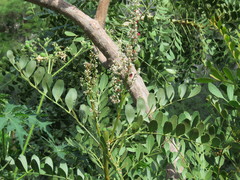 Pseudosmodingium virletii