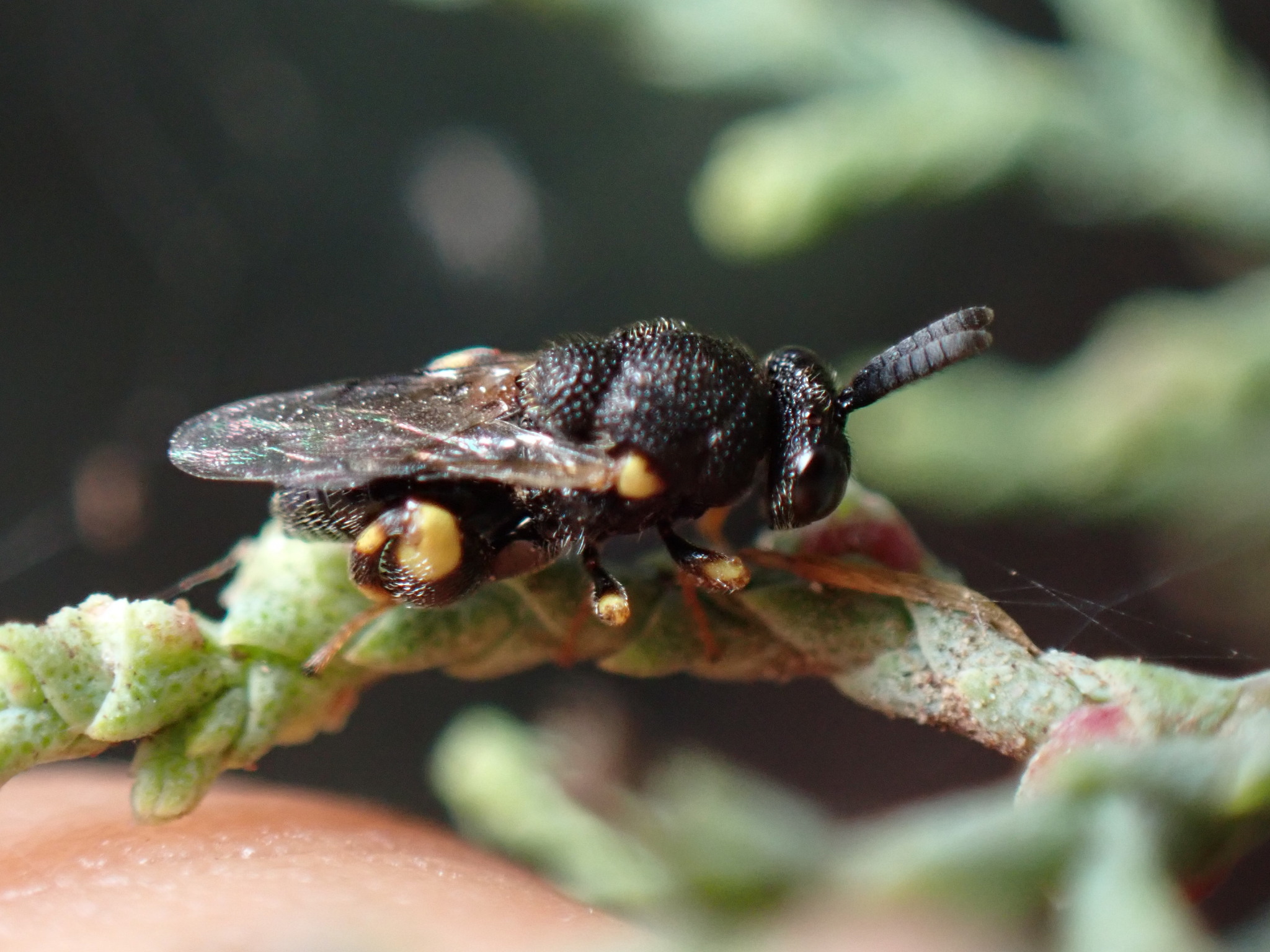 Brachymeria minuta