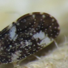 Aphalaroida pithecolobia