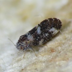 Aphalaroida pithecolobia