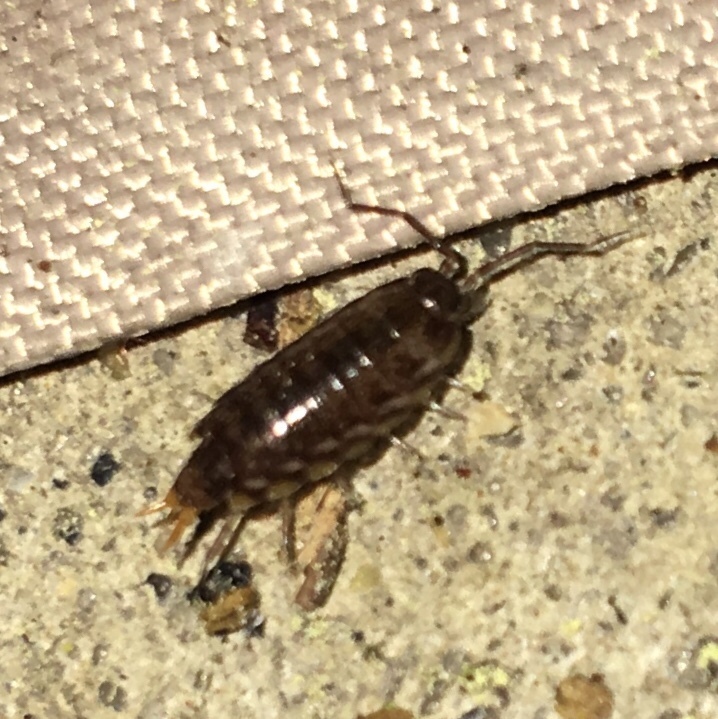 Society Fast Woodlouse