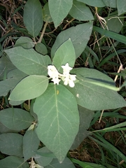Solanum erianthum