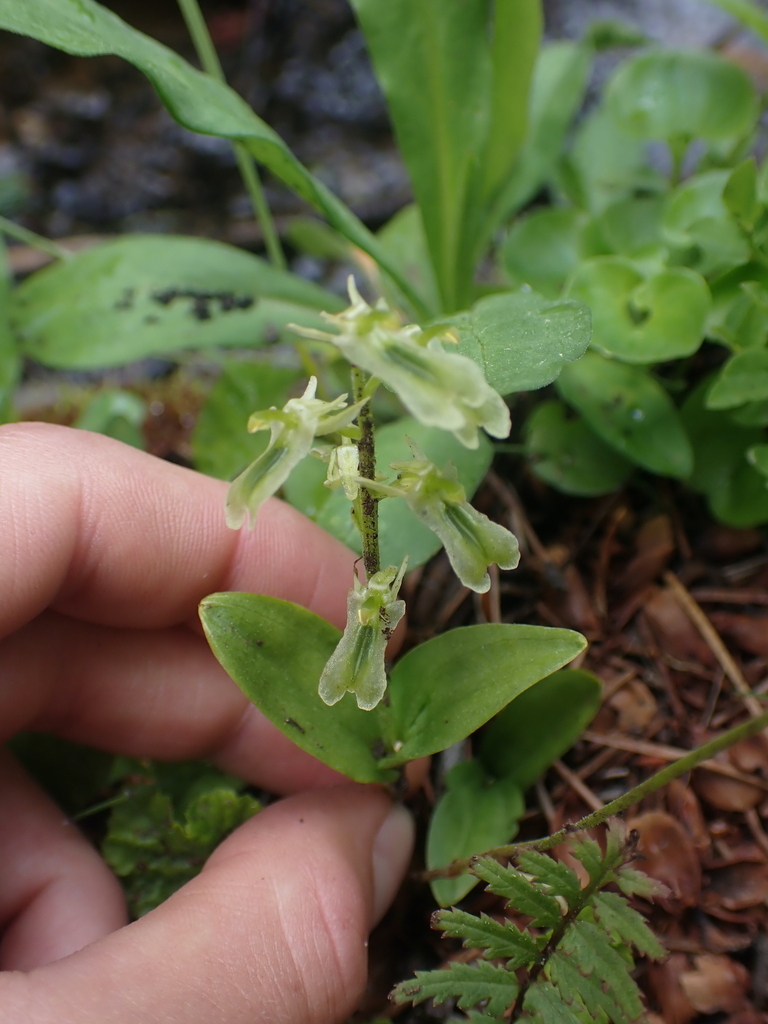 Neottia borealis