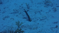 Ribbon eel