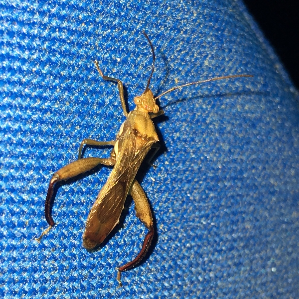 Texas Bow-legged Bug