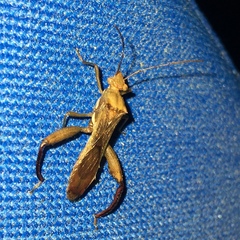 Texas Bow-legged Bug