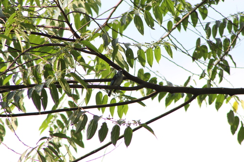 Azure-rumped Tanager (Poecilostreptus cabanisi), photo 7