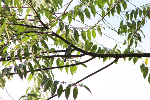 Azure-rumped Tanager (Poecilostreptus cabanisi), photo 8